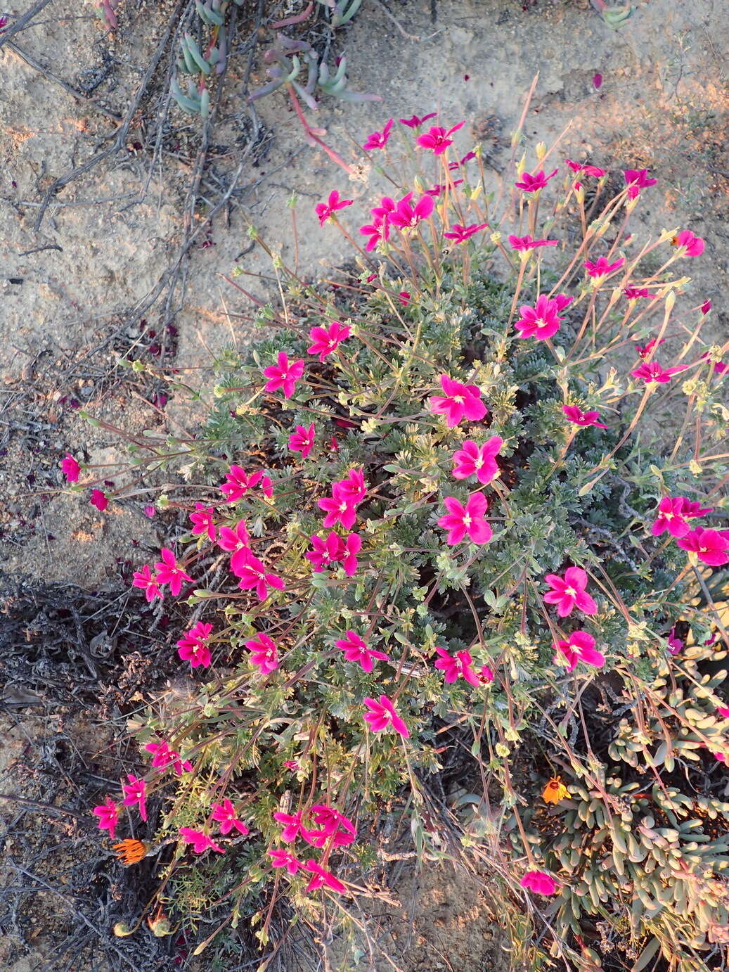 Image of Pelargonium sericifolium J. J. A. Van der Walt