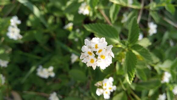 Plancia ëd Lantana grisebachii Stuck. ex Seckt