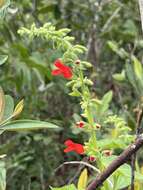 صورة Salvia grewiifolia S. Moore