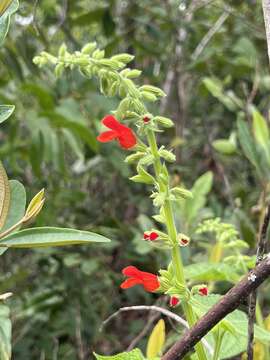 Image of Salvia grewiifolia S. Moore