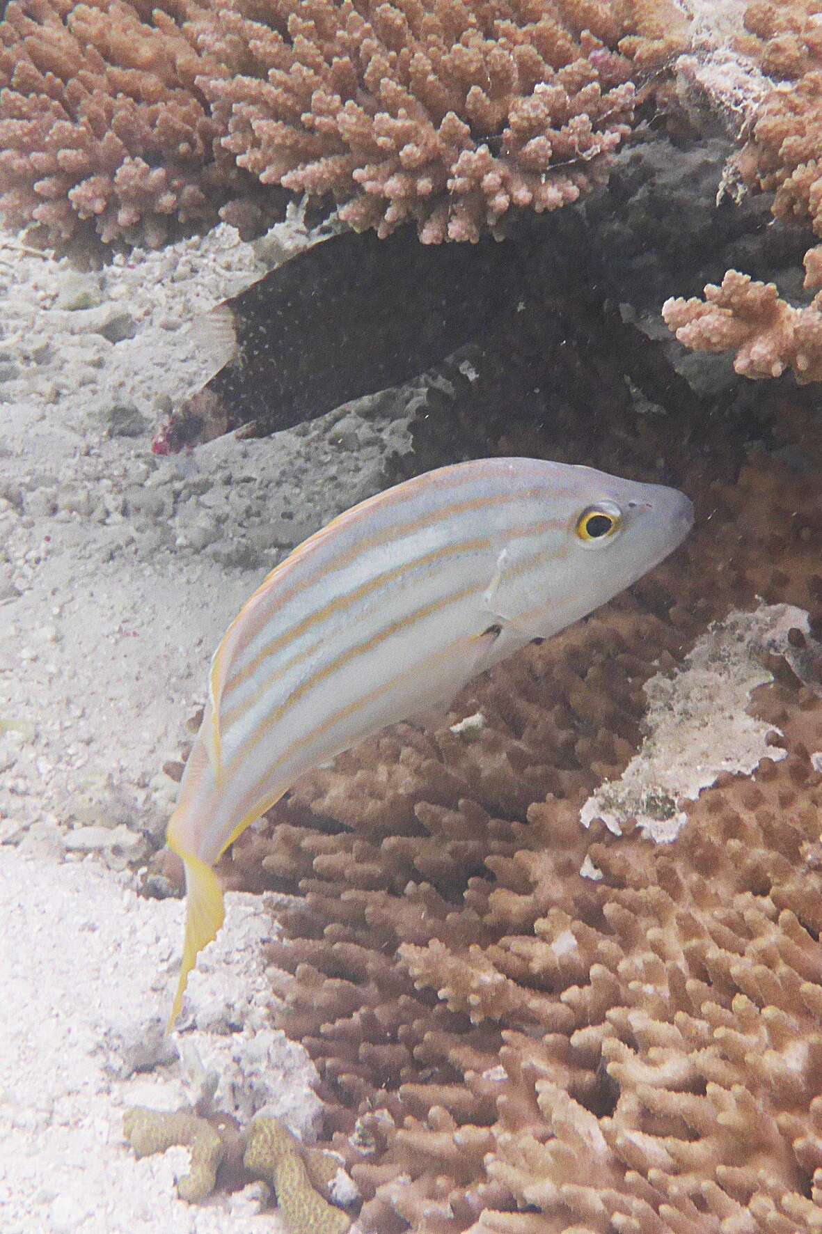 Image of Spanish flag snapper