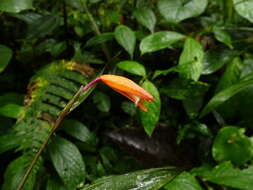 Image of Sobralia crocea (Poepp. & Endl.) Rchb. fil.