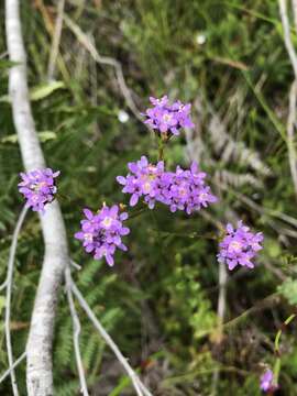 Image de Pseudoselago verbenacea (L. fil.) O. M. Hilliard