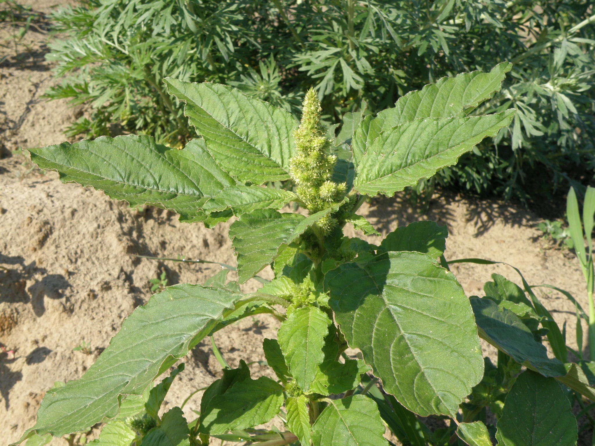 Image of redroot amaranth