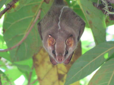 Image of Salvin's Big-eyed Bat