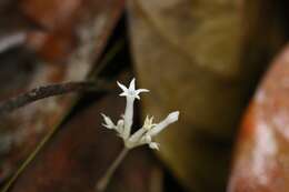 صورة Voyria alba (Standl.) L. O. Wms.