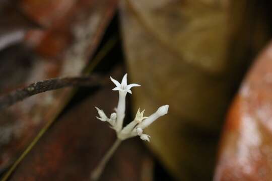 Image de Voyria alba (Standl.) L. O. Wms.