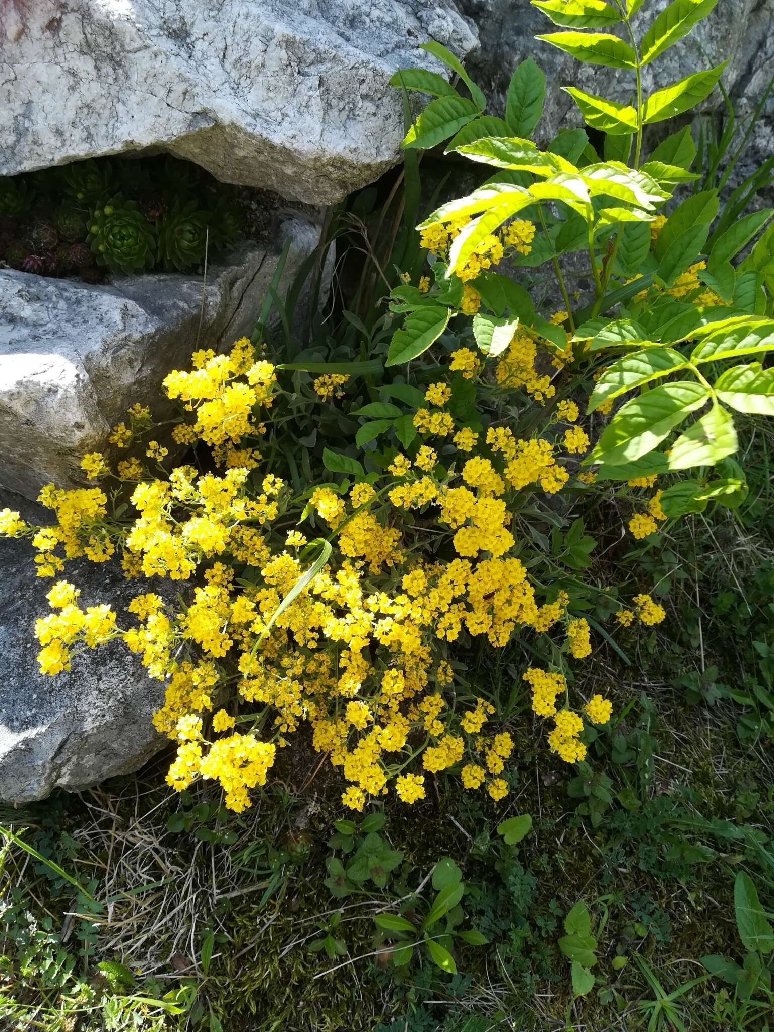 Image of Basket of Gold