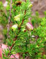 Image of Cliffortia burgersii E. G. H. Oliver & A. C. Fellingham