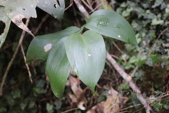 Imagem de Ruscus streptophyllus Yeo