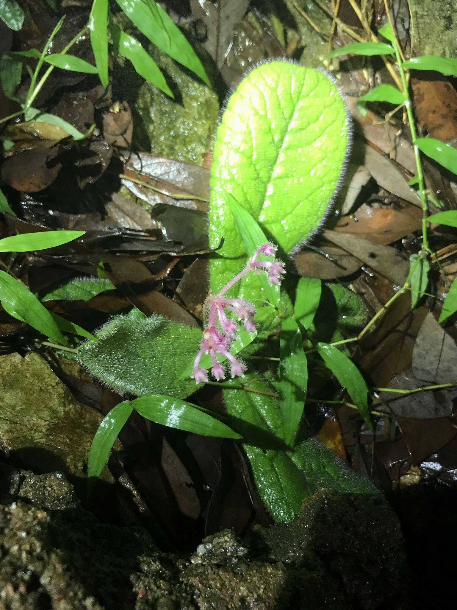 Image of Ardisia primulifolia Gardner & Champ.