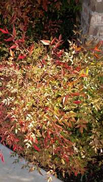 Image of nandina