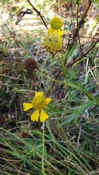 Image of Virginia Sneezeweed