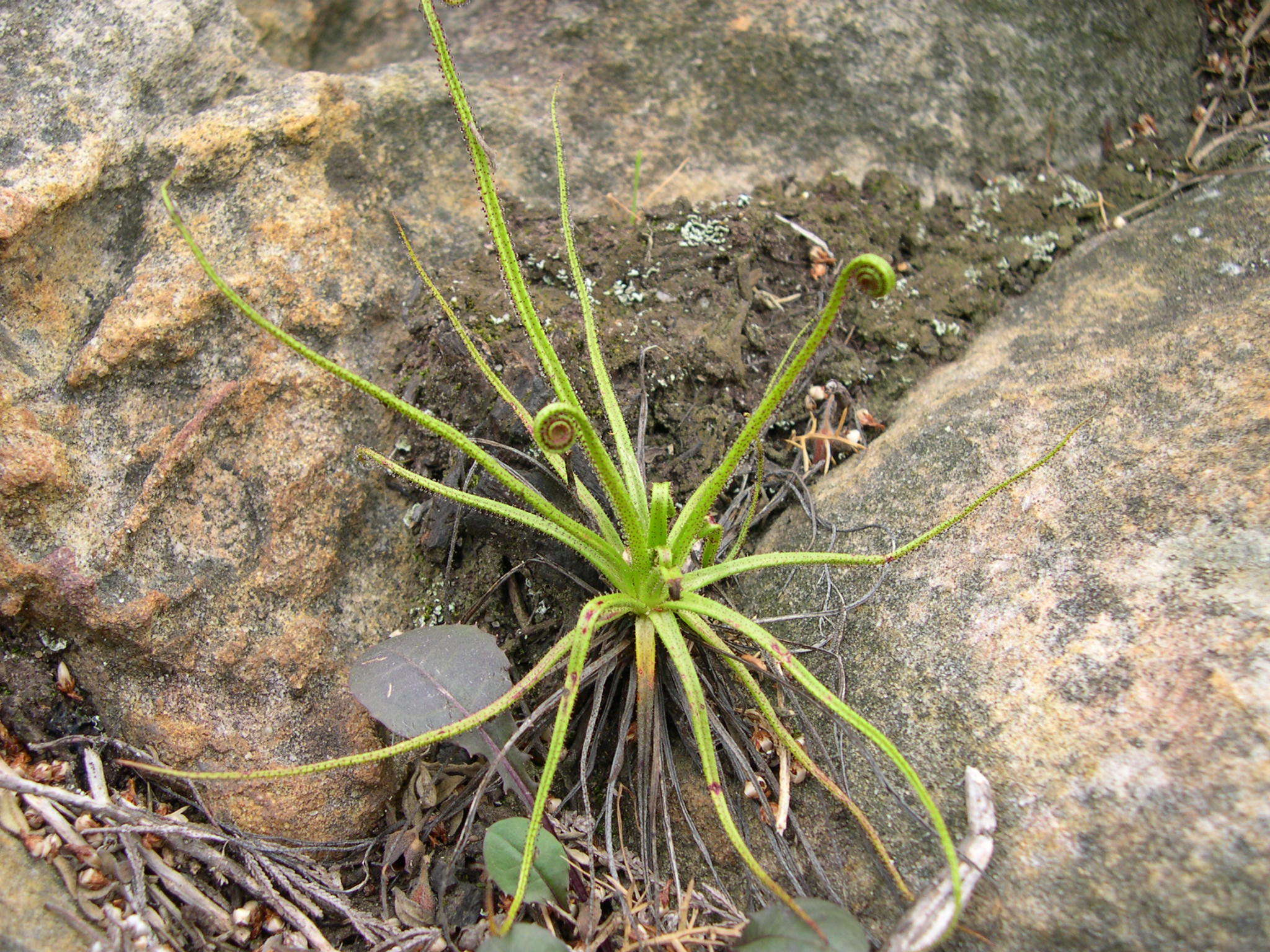 Image de Drosophyllaceae