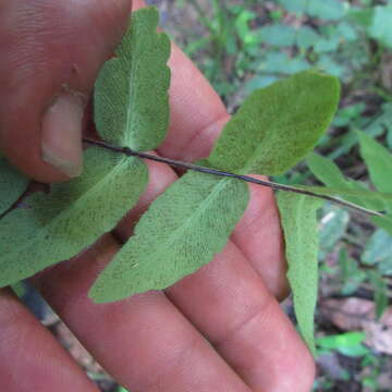 Image de Hemionitis rufa (L.) Sw.