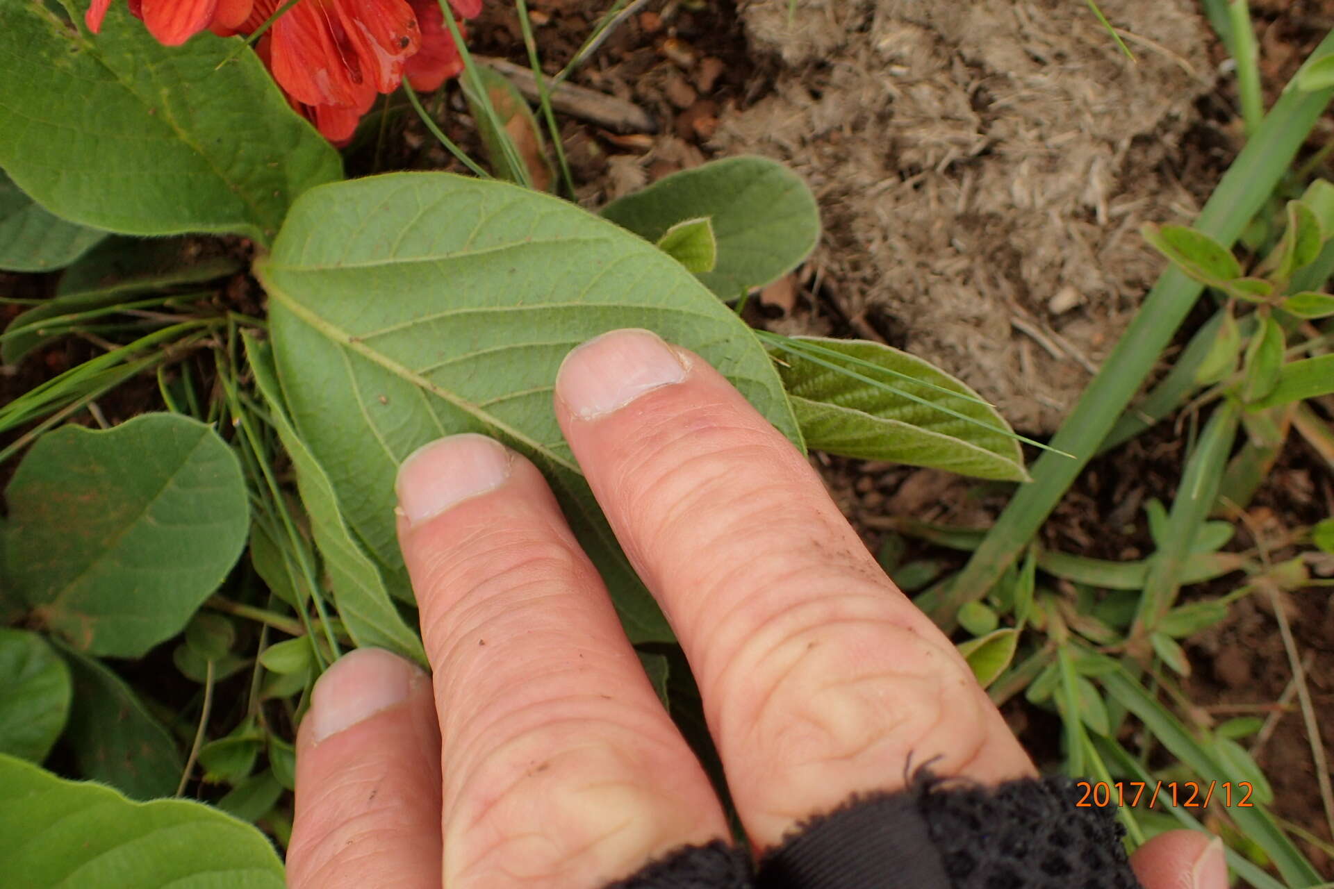 Image of Eriosema distinctum N. E. Br.