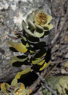 Image of Distephanus eriophyllus (Drake) H. Rob. & B. Kahn