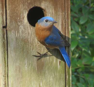 Image of Eastern Bluebird