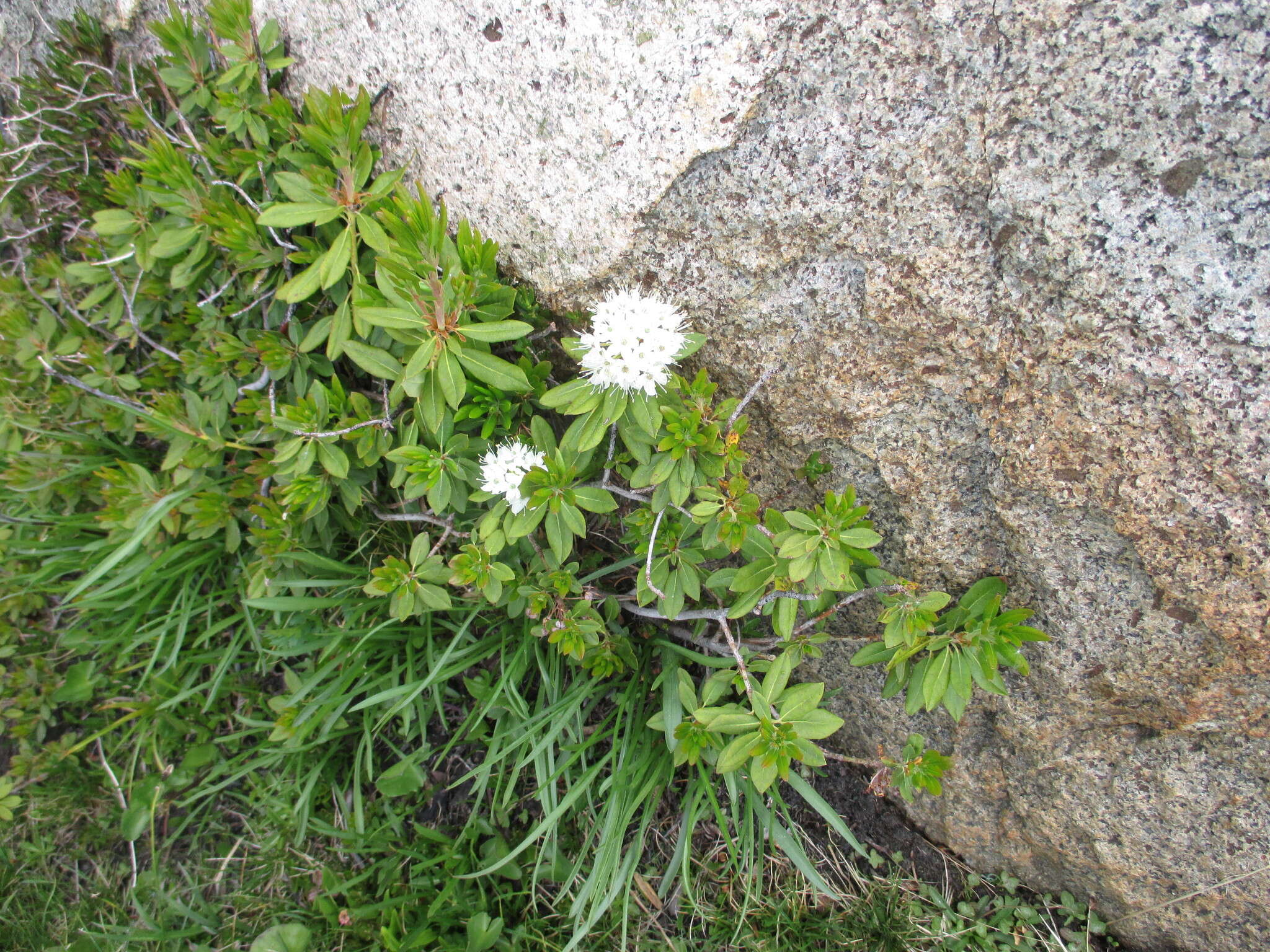 Image de Rhododendron columbianum (Piper) Harmaja