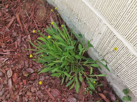 Image of Wright's dwarfdandelion