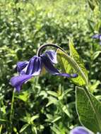 Imagem de Clematis integrifolia L.