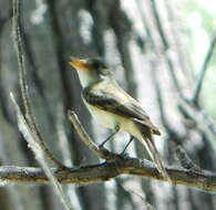 Image of southwestern willow flycatcher