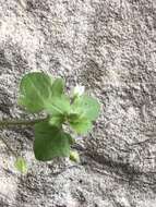 Image of false ivy-leaved speedwell