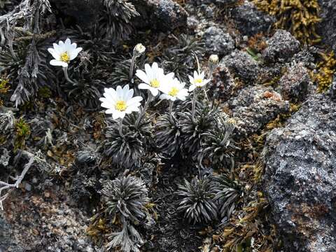 Plancia ëd Celmisia similis Given