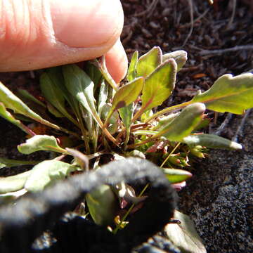 Image of Ogotoruk Creek ragwort