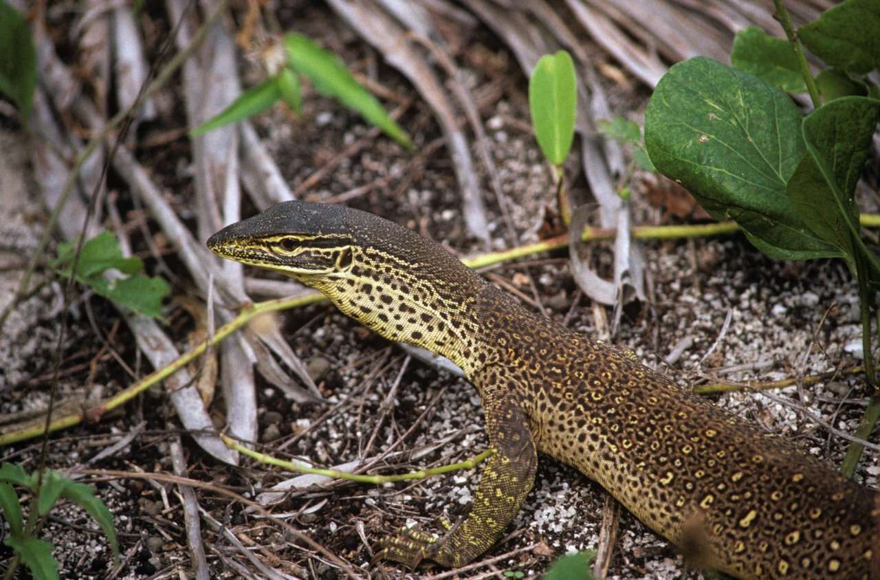 صورة Varanus panoptes panoptes (Storr 1980)