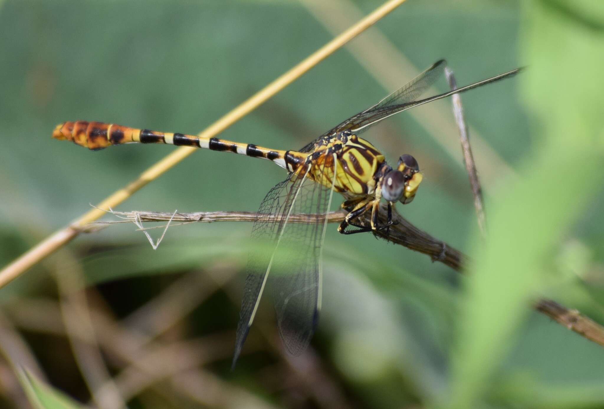 صورة Erpetogomphus designatus Hagen ex Selys 1858