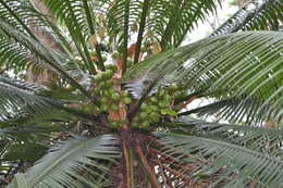 Image of Cycad