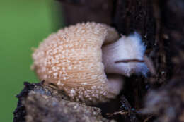 Coprinellus domesticus (Bolton) Vilgalys, Hopple & Jacq. Johnson 2001的圖片