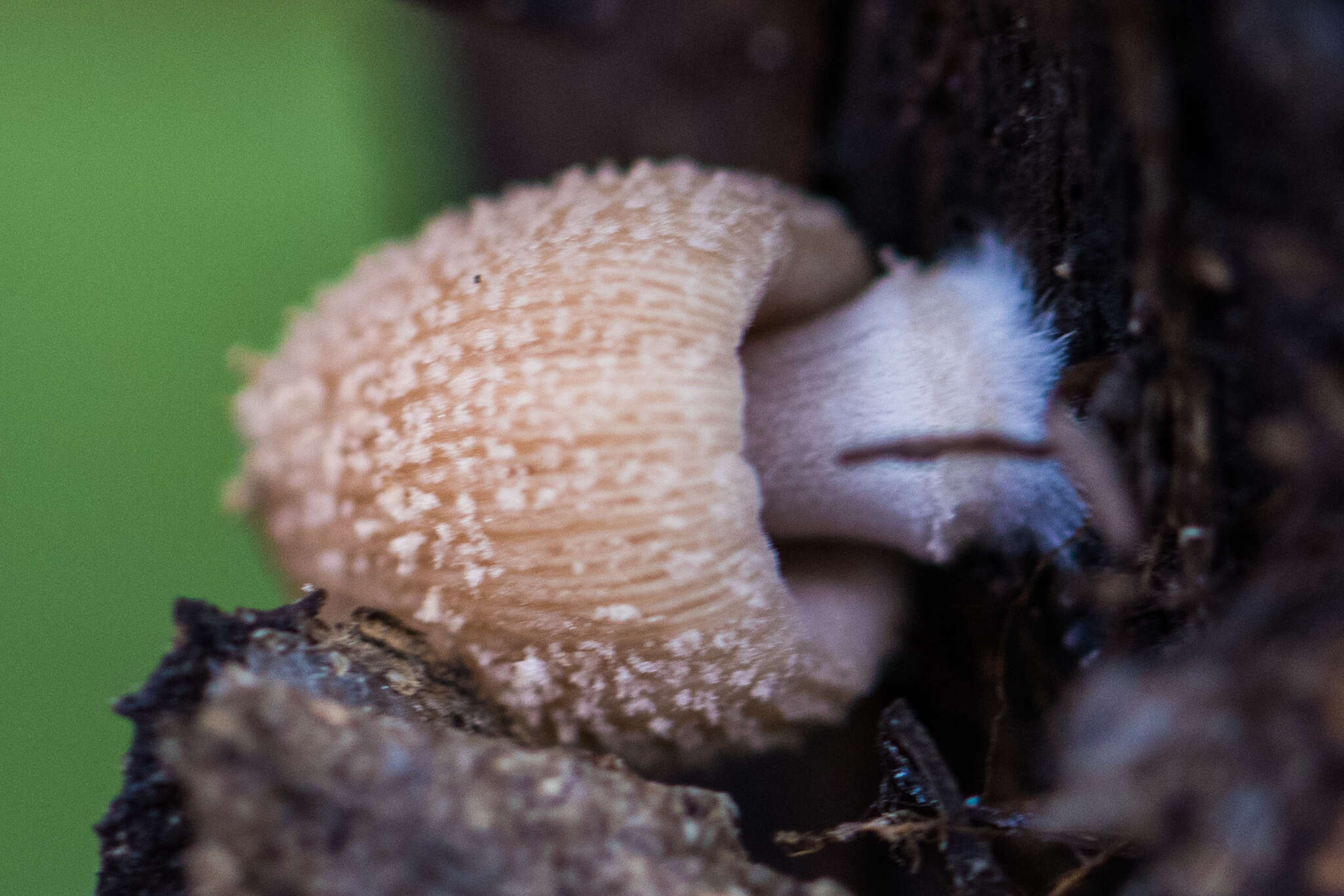 Coprinellus domesticus (Bolton) Vilgalys, Hopple & Jacq. Johnson 2001的圖片