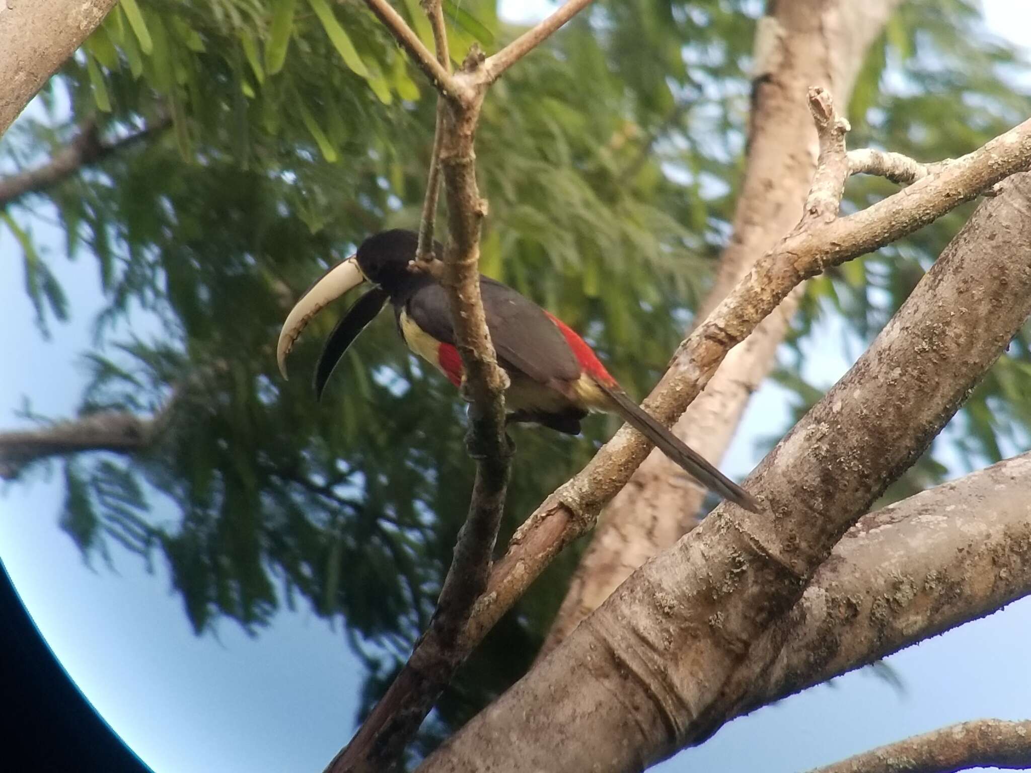 Imagem de Pteroglossus aracari (Linnaeus 1758)