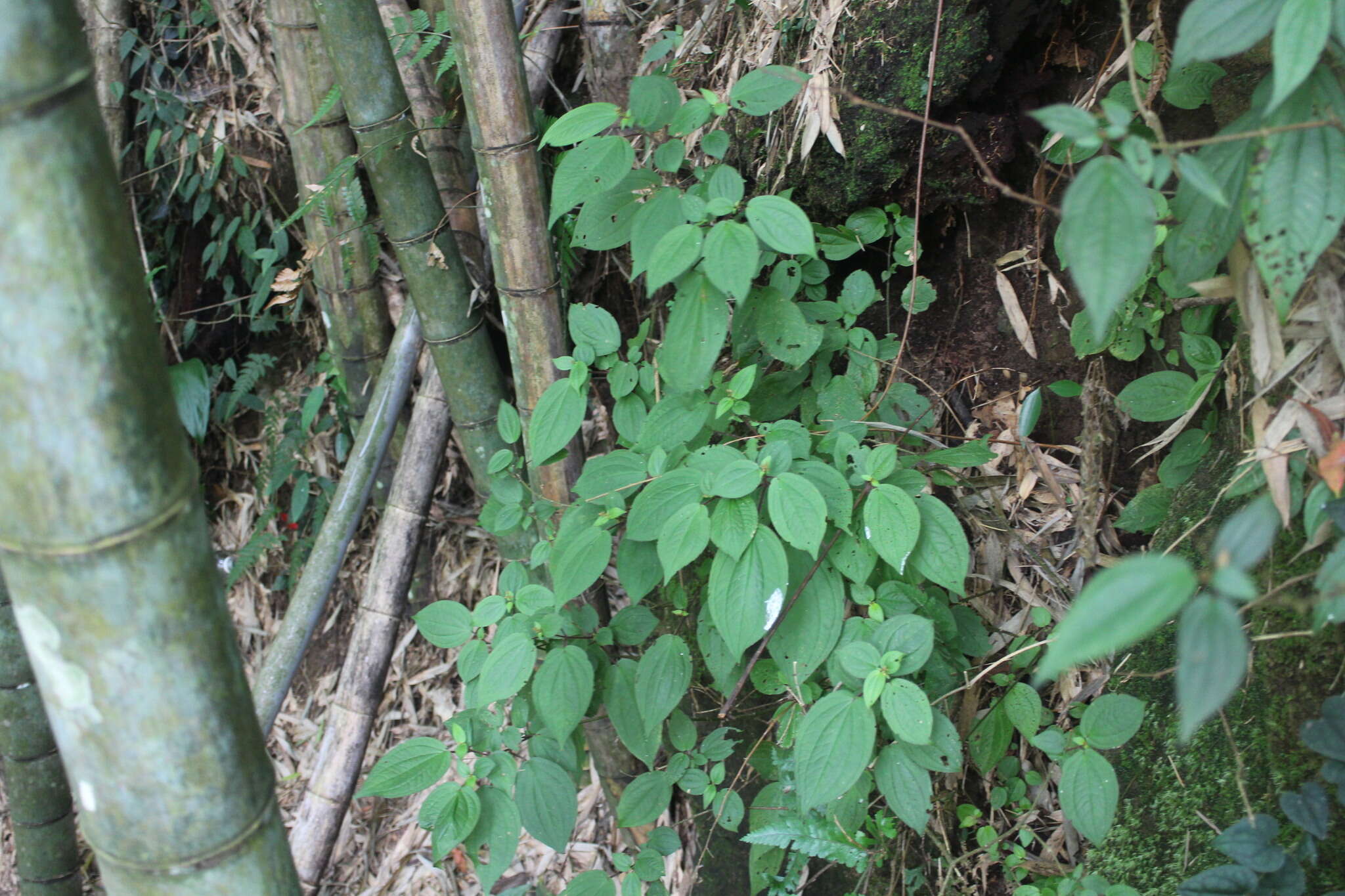 Bredia hirsuta var. scandens Ito & Matsum.的圖片