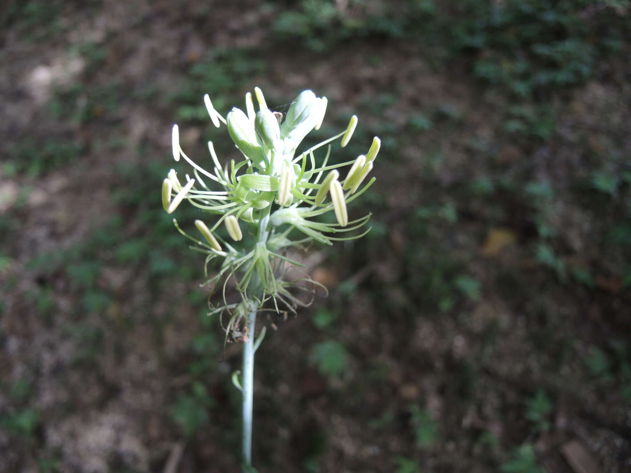 Agave littoralis (García-Mend., A. Castañeda & S. Franco) Thiede & Eggli resmi