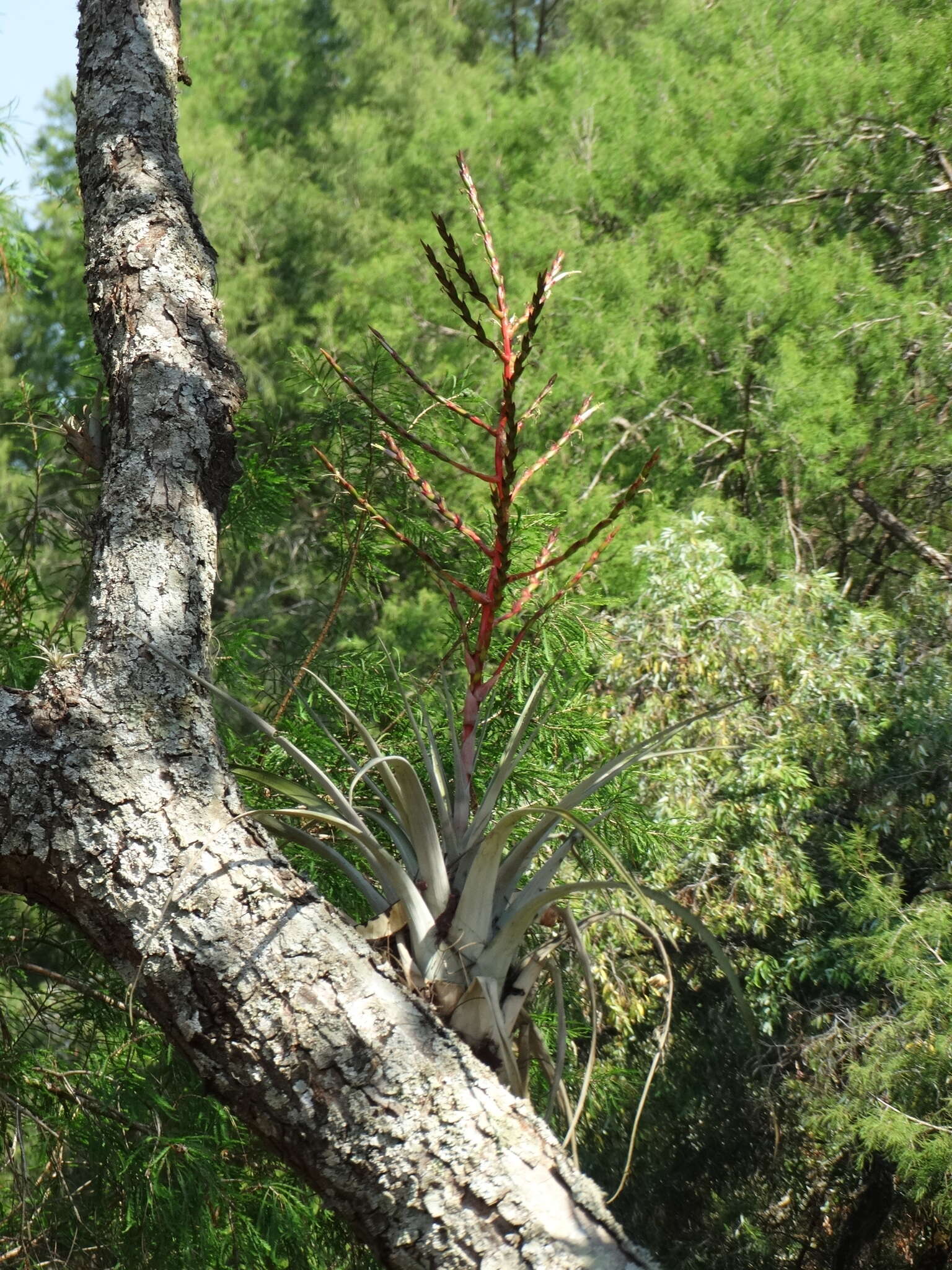 Imagem de Tillandsia makoyana Baker