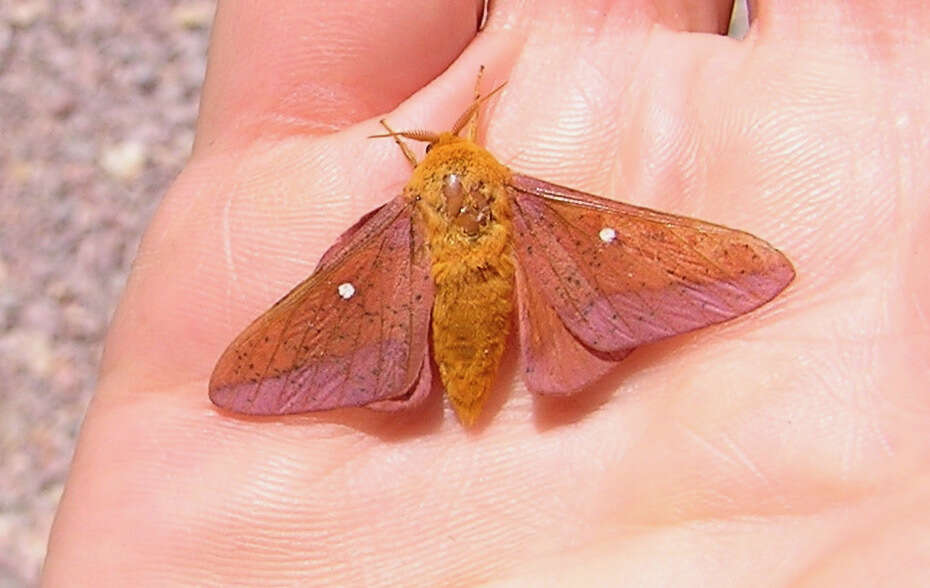 Image of Anisota manitobensis McDunnough 1921