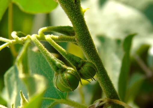 Image of Solanum ferrugineum Jacq.