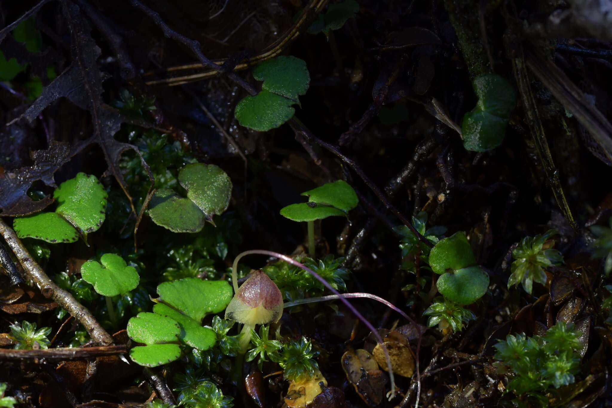 Image of Zeller's spider orchid