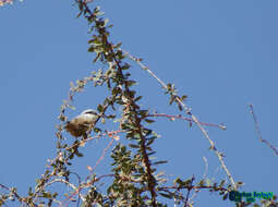 Image of Rock Nuthatch