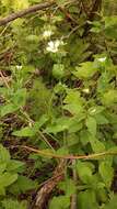 Image of Cerastium davuricum Fischer