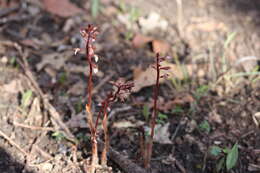 Image of Spring coralroot