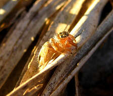 Image of Evarcha flavocincta (C. L. Koch 1846)