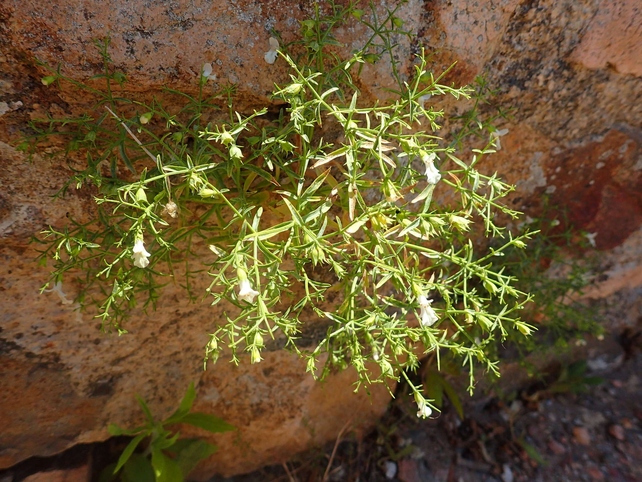 Image de Stachys glutinosa L.