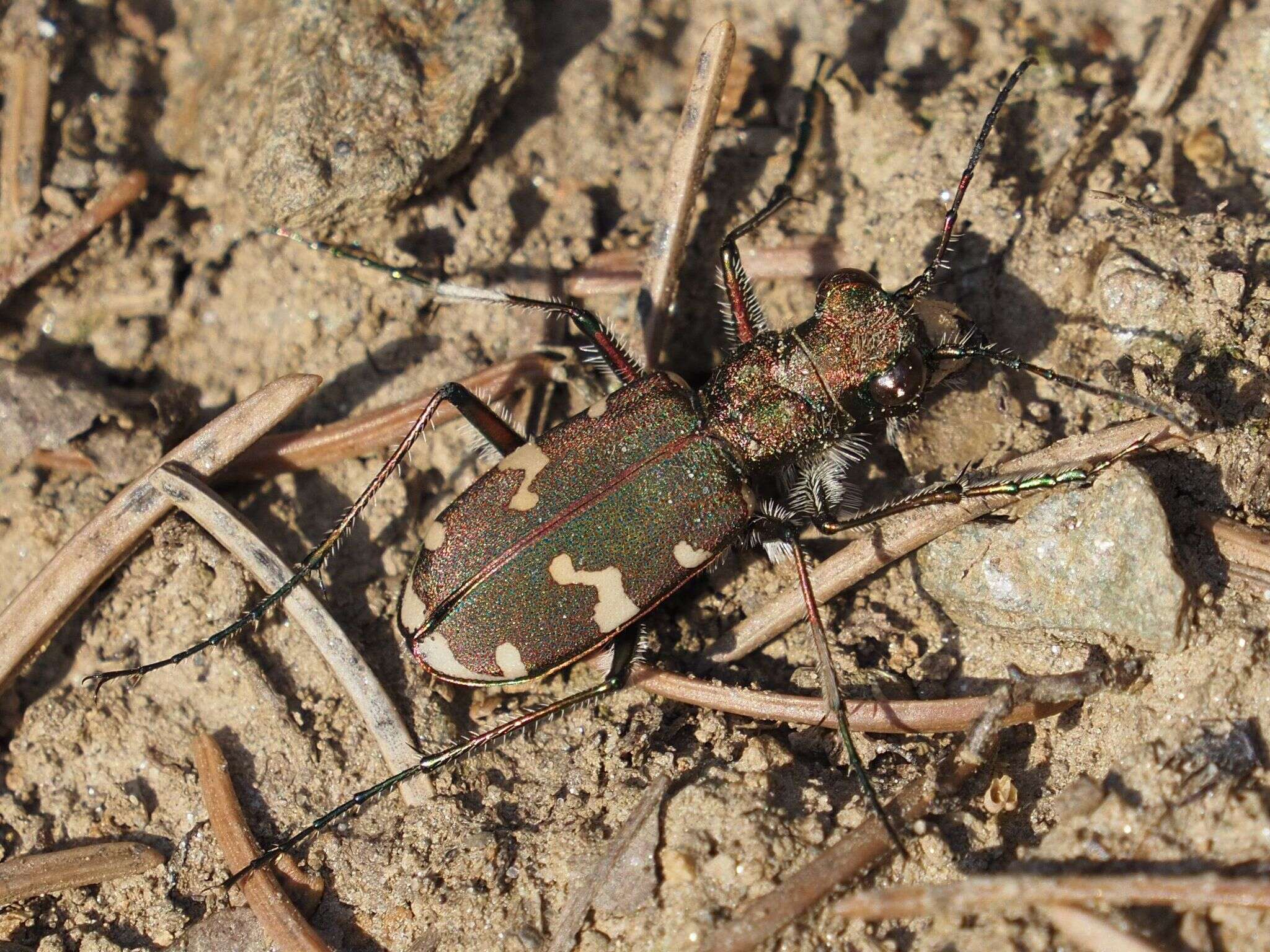 Image of Cicindela (Cicindela) sylvicola Dejean 1822