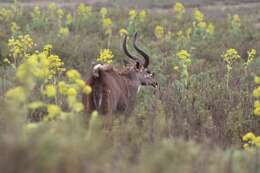 Image de Tragelaphus buxtoni (Lydekker 1910)