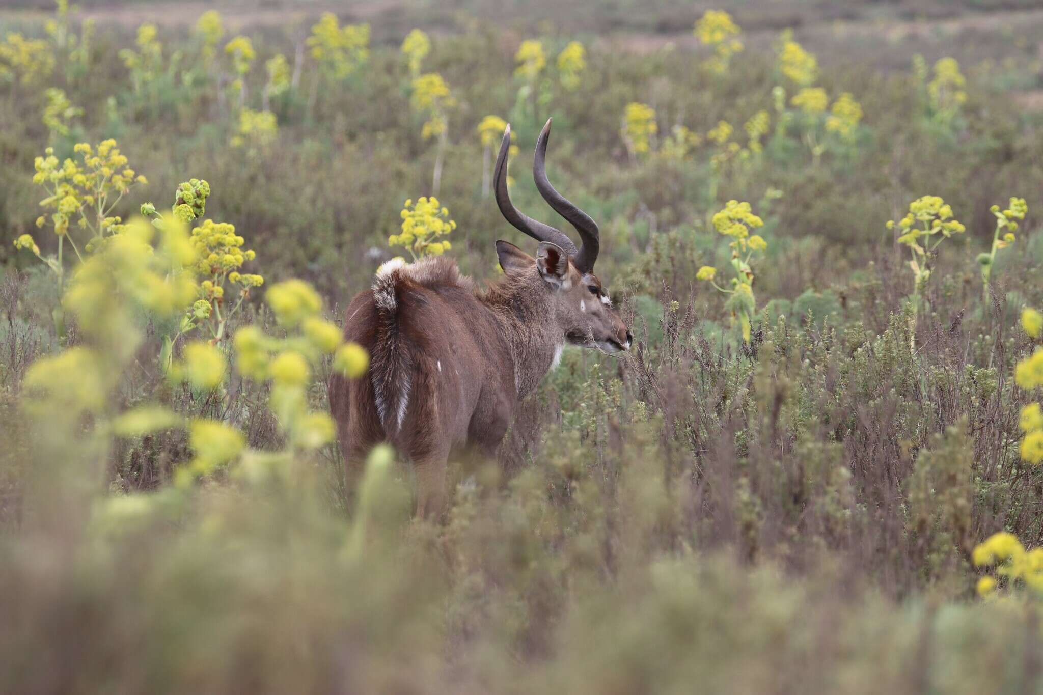 Image of Mountain nyala