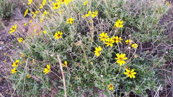 Sivun Encelia asperifolia (S. F. Blake) C. Clark & D. W. Kyhos kuva